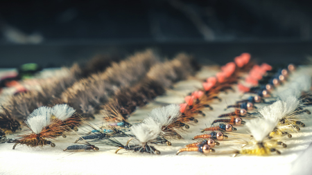 Box with fly flies.の写真素材