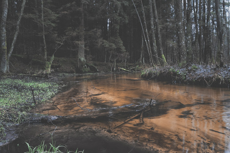 A fabulous forest creek.の写真素材