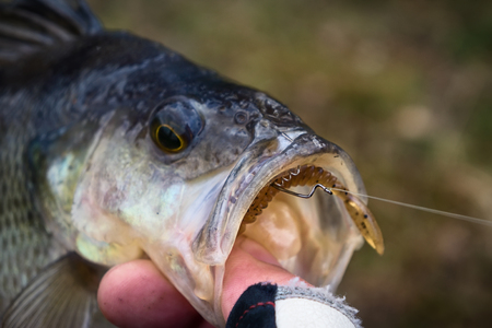 Fishing. Perch on the hook.の写真素材
