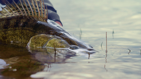 Fishing. I catch and release. Pike perch on freedom.の写真素材