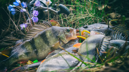 Fishing, spring catch.の写真素材