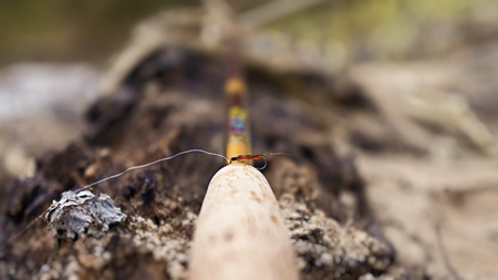 fly tyingの写真素材