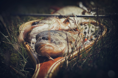 Catch of pike and perch.の写真素材