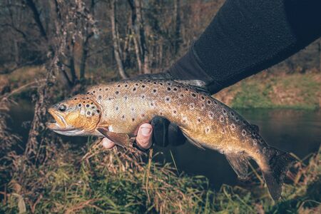 A beautiful brown trout is caught spinning.