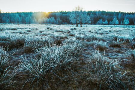 Hoarfrost fell in the morning on the grass by the river.の写真素材