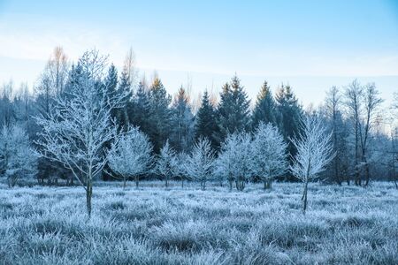 Hoarfrost fell in the morning on the grass by the river.の写真素材