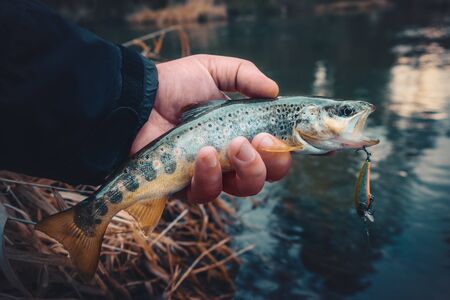 A beautiful brown trout is caught spinning.の写真素材