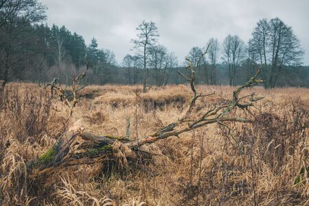 The river flows among the forests. The nature of northern Europe.の写真素材