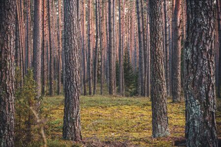 Trunks of trees in a pine forest.の写真素材