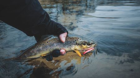 Trout close up in hand fisherman.の写真素材