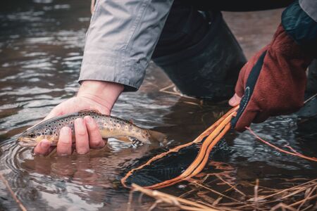 Trout close up in hand fisherman.の写真素材