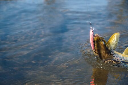 Trout caught on artificial bait.の写真素材
