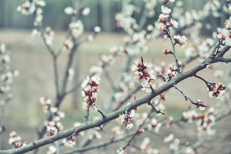 Blooming apricot branch close-up in the spring garden.の写真素材