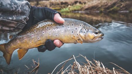 Brook trout in the hand of a fisherman.の写真素材