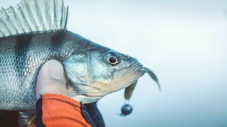 Perch in fisherman hand.の写真素材