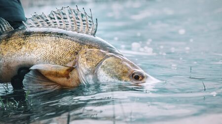 Zander in the hand of an angler. Catch and release.の写真素材