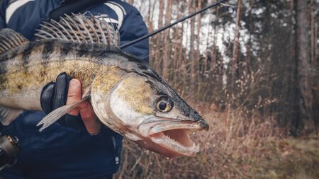 Zander in the hand of an angler. Catch and release.の写真素材