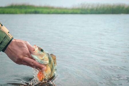 Perch in fisherman hand.