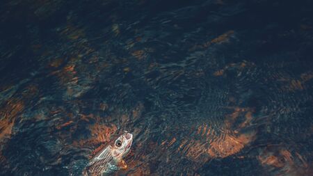 Grayling caught on the fly. Tenkara and fly fishing.の写真素材