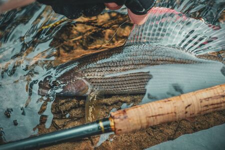 Grayling caught on fly fishing rodの写真素材
