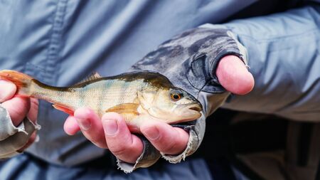 Beautiful yellow perch in the hand of angler.
