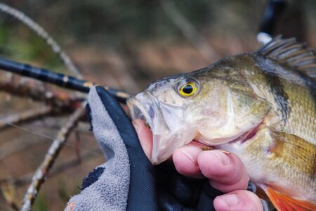 Beautiful yellow perch in the hand of angler.