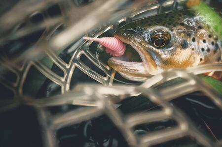 Trout caught on a bait.の写真素材