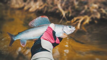 Grayling caught on fly fishing rod.の写真素材