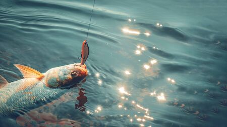 Close up photography of predatory fish Asp (Aspius aspius). Fishing.の写真素材