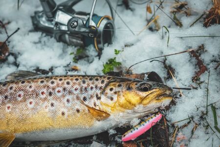 Brown trout close-up. Trout fishing.