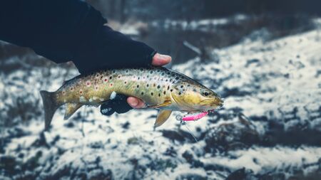Brown trout close-up. Trout fishing.の写真素材