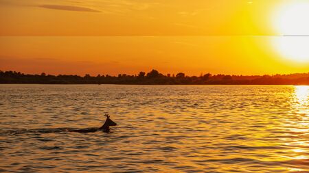 Roe sails across the river at sunset.の写真素材