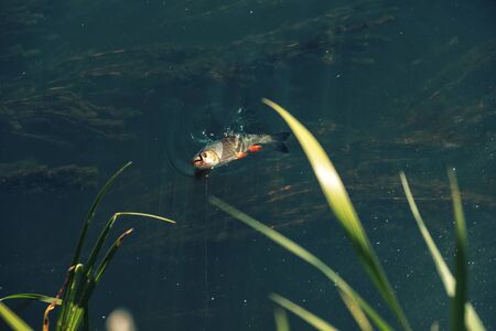 Chub caught in the creek. Fly fishingの写真素材