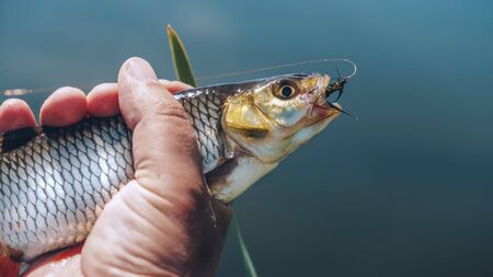 Chub caught fly fishing.の写真素材