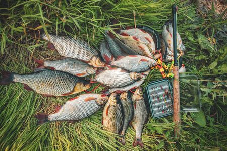 Great catch of roach fly fishing.の写真素材