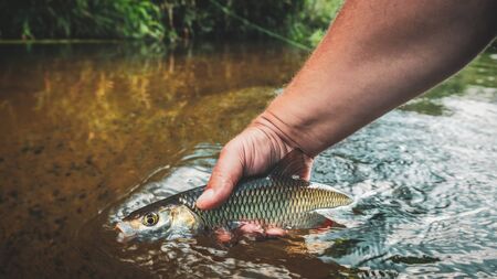 Chub caught on a fly. Fly fishing.の写真素材