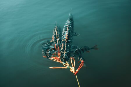 Pike and perch in a fisherman's catch.