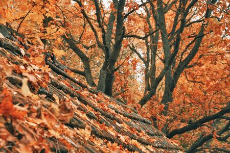Autumn leaves on an old tiled roof.の写真素材