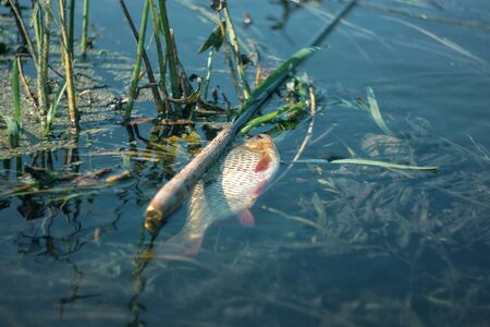Fish caught on rod tenkara.