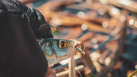The little fish with a dry fly attached to the mouthの写真素材