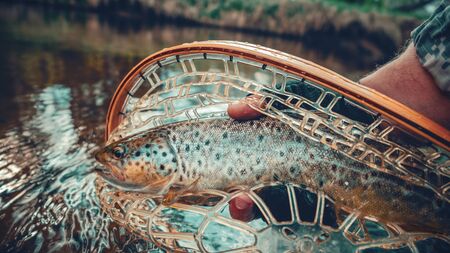 Beautiful brown trout in fishing landing net. Fishing principle of "catch and release".の写真素材