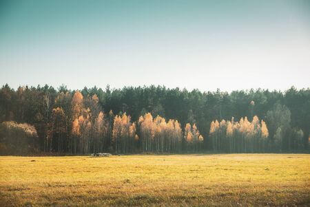 A herd of goats goes on a background autumn forest.の写真素材