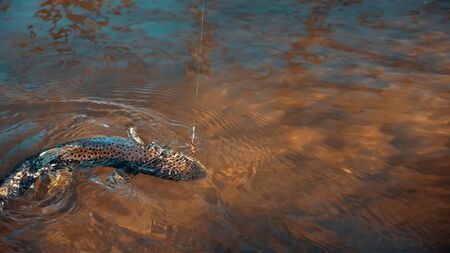 Trout on the hook. Fishing.の写真素材