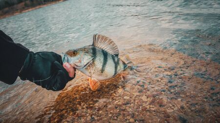 Perch closeup. Fishing on the principle "catch and release"の写真素材