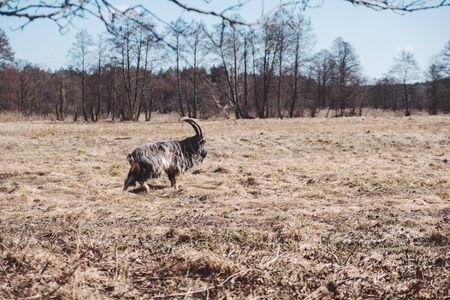 goat standing on the autumn fieldの写真素材
