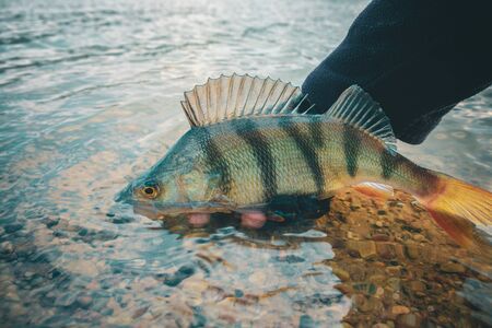 Perch in fisherman hand.