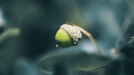Young green acorn on a blurry background.の写真素材