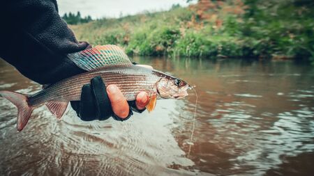 Grayling is caught on a dry fly. Fly Fishing.の写真素材