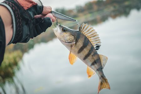 Fish in hand fisherman.の写真素材