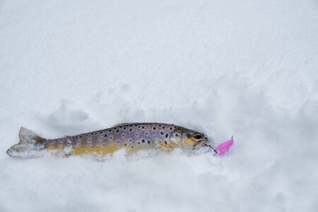 Fish in the snow. Fishing for trout.の写真素材